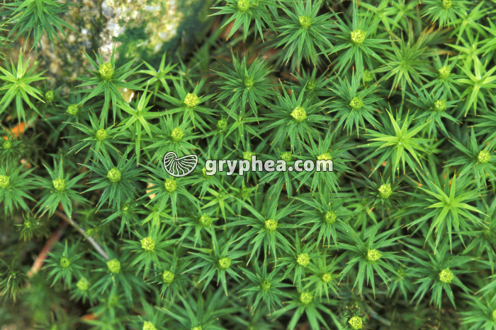 Polytric - Organes reproducteurs (corbeilles à anthéridies) - gryphea.com